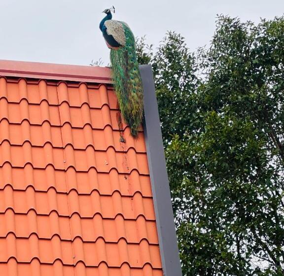 ファミリールーム, Pahana Village