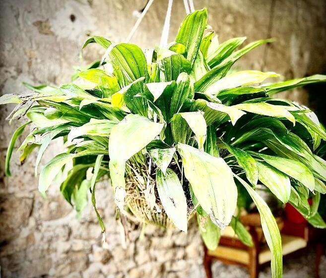 디럭스 룸 킹사이즈 침대, Le Clos De L Olivier