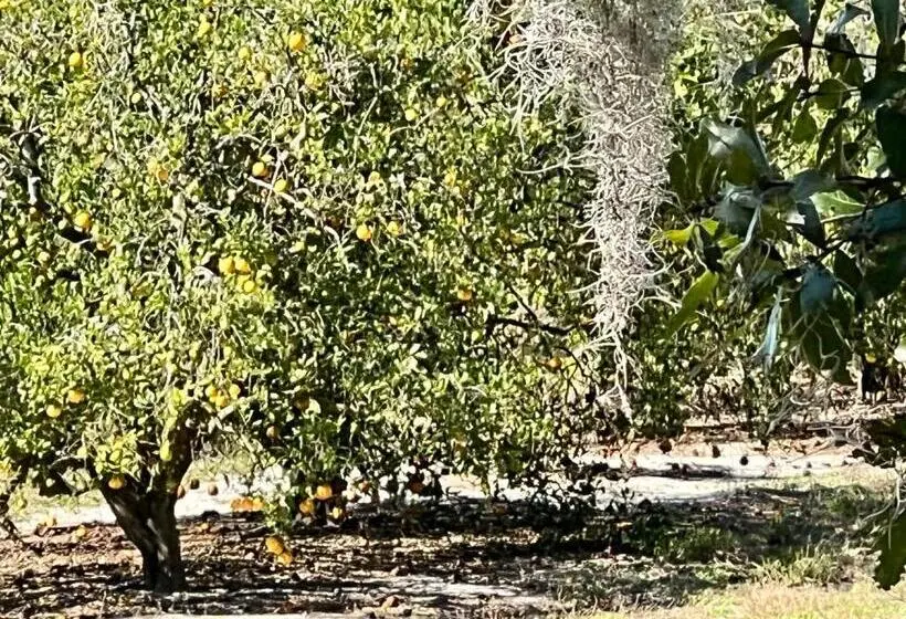 家族用バンガロー, The Lake Alfred Citruswood Cabin