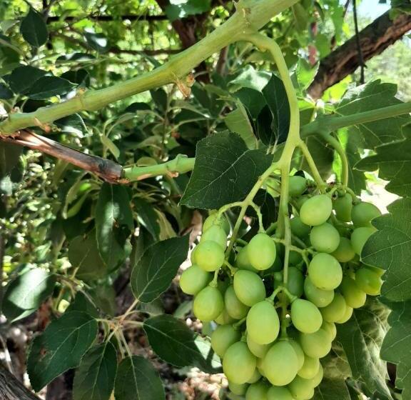 标准间, Casa Trullo Bianco: Casa Limone