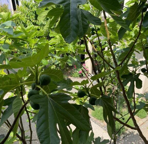 חדר דלוקס, Jugendstil Hof