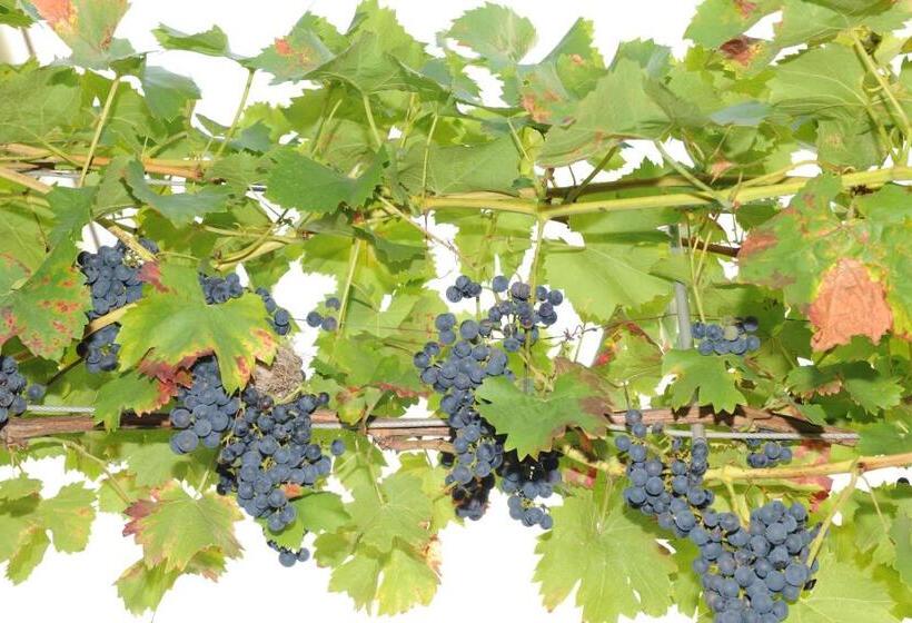 חדר דלוקס, Jugendstil Hof