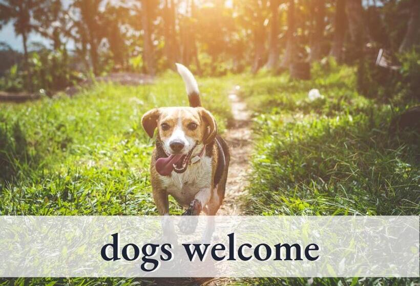 חדר סטנדרט, Swens Relax Pension   Inklusive Hochschwarzwaldkarte Und Frühstück