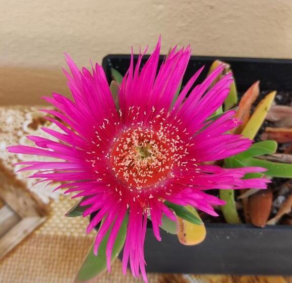 آپارتمان 1 خوابه همکف, Case Vacanza Da Domingo