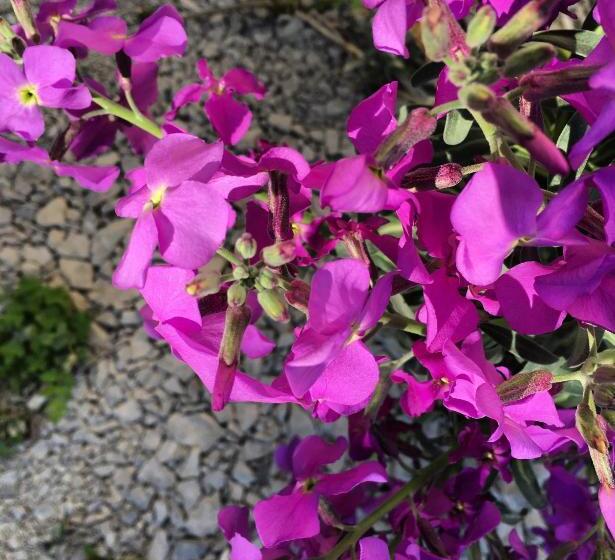 标准间带露台, Hôtel Restaurant Douce France