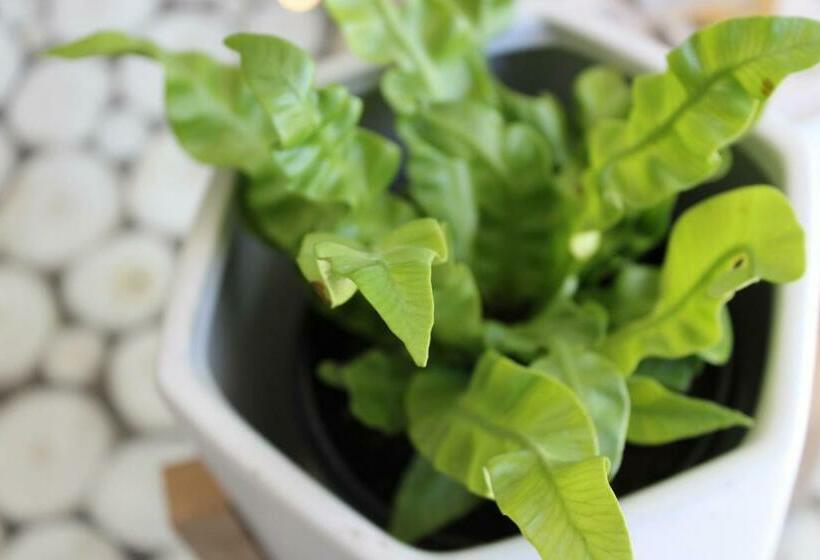 סוויטה נשיאותית, Club Cocomo