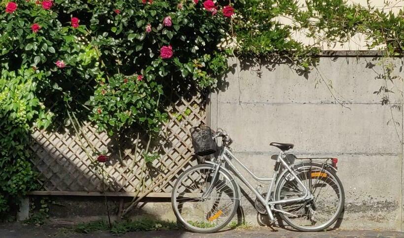 Номер Стандарт, L Alisier Chantant