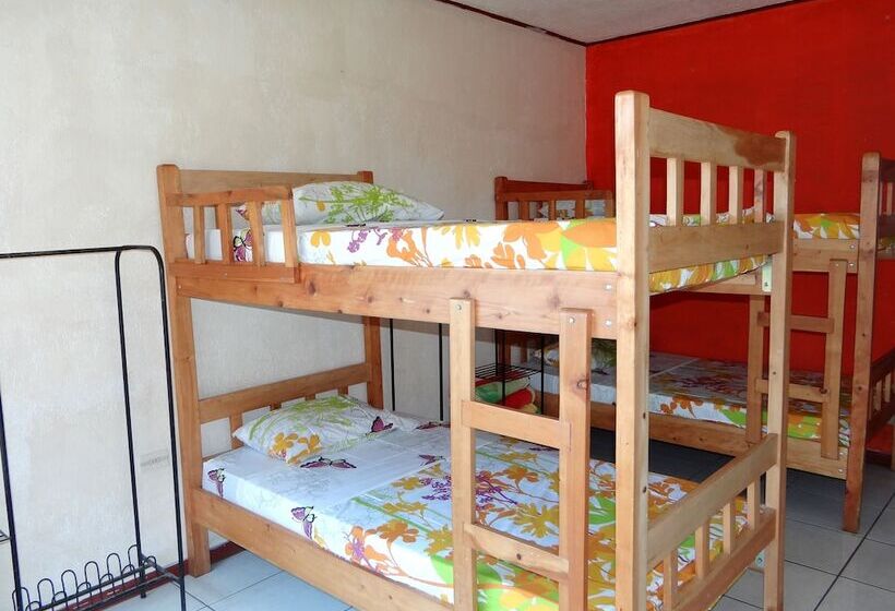 سرير فى غرفة مشتركه, & Hostel Sloth Backpackers