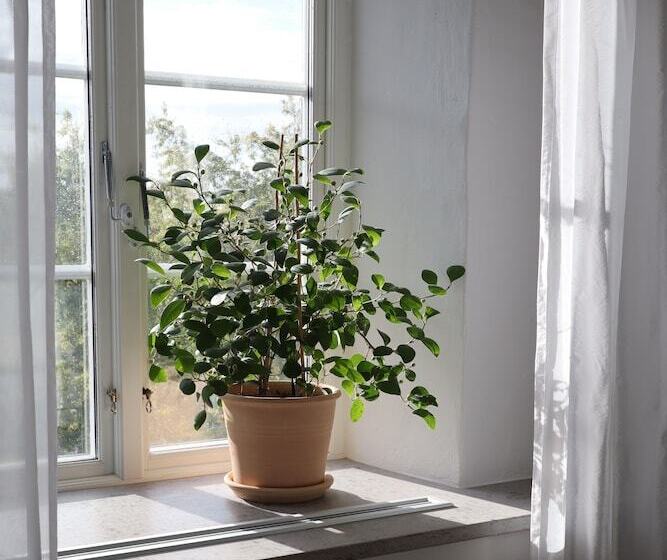 수피리어 룸, Kalk