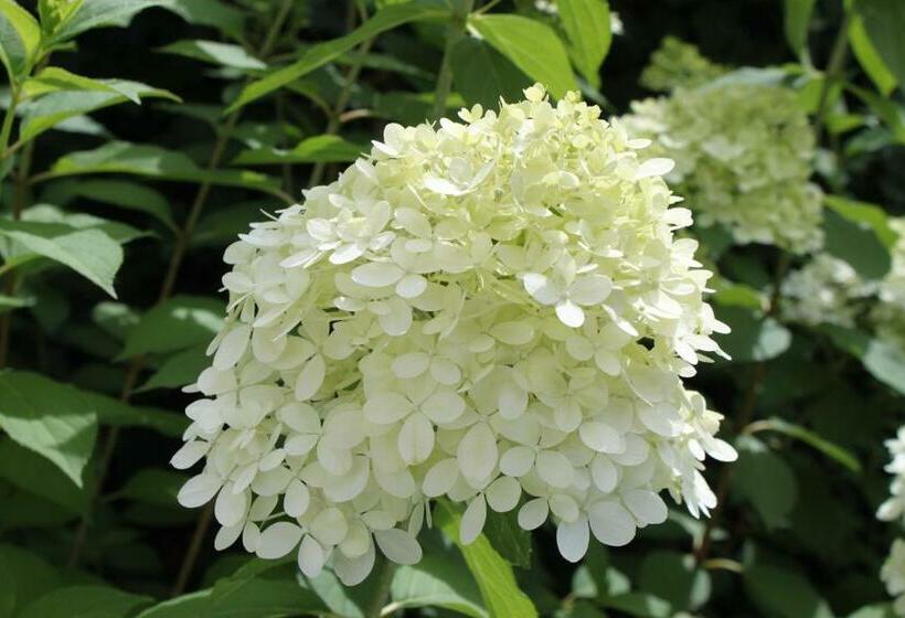 חדר סטנדרט, Rene's B&b