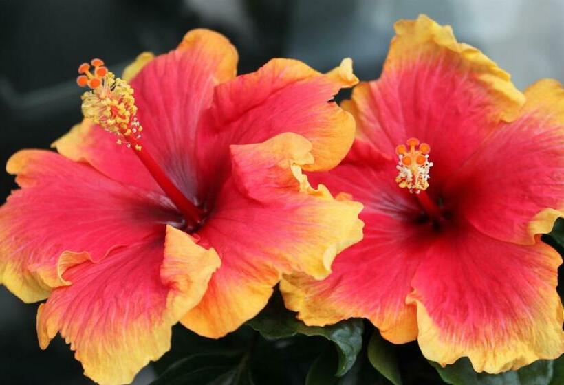 חדר סטנדרט, Rene's B&b