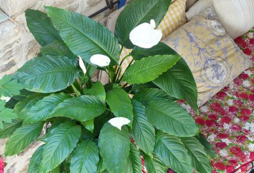 חדר סטנדרט, Bed And Art