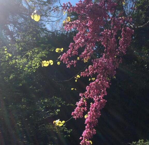 Номер Стандарт Вид на Сад, Chateau Pech Céleyran