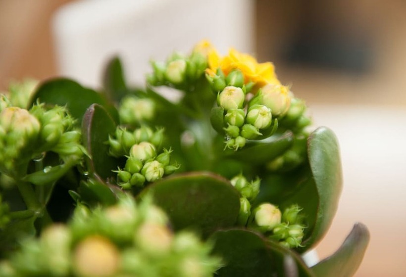 ルームシェアのワンベッド, Five Reasons Hostel &