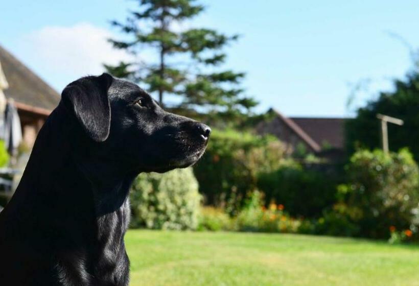 غرفة قياسية, The Dinney B&b