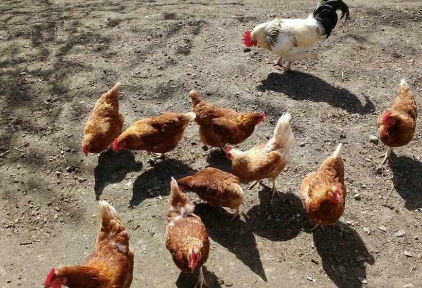 Номер Стандарт, Greystones B&b