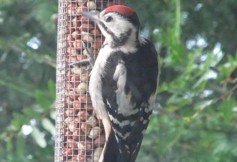 Номер Стандартный с Видом, Foyers Roost