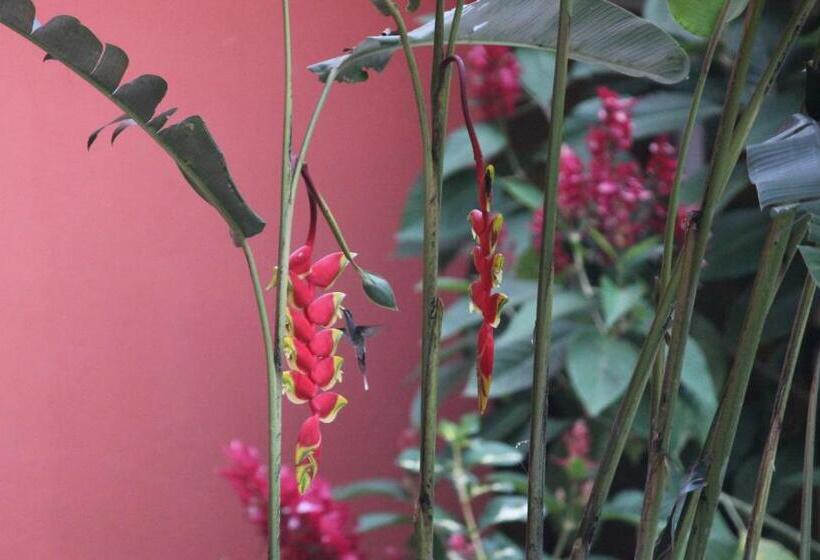 Апартаменты 1 Спальня с Террасой, Hostal Tena ñaui