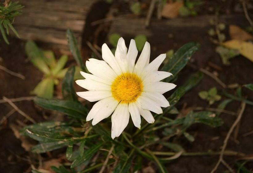 اتاق استاندارد با بالکن, La Matilda