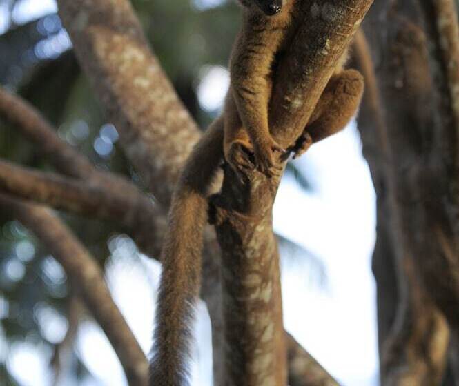 بانگلوی سوپریور, Le Jardin Maore