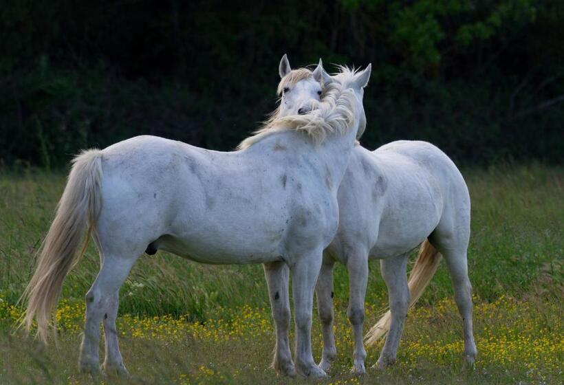 اتاق سوپریور چهار تخته, Mas Mls