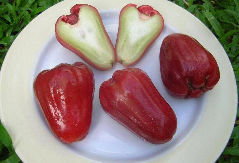 Номер Стандарт, V House