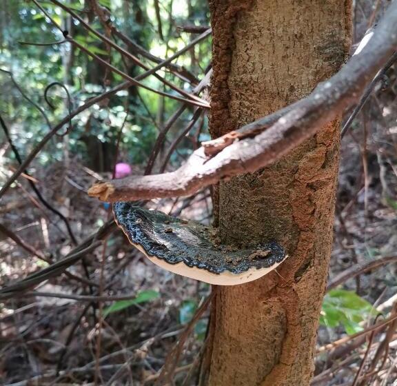 Standard Room, Ebh Inn