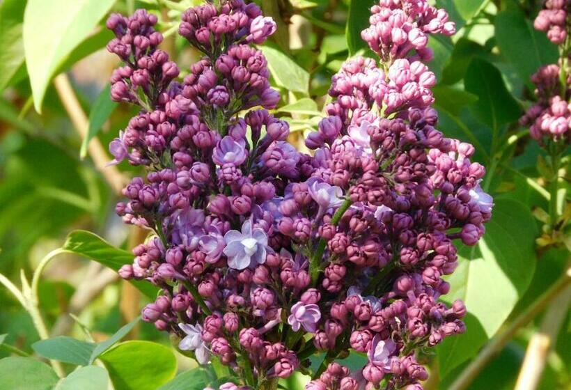 سوییت جونیور, B&b Villa D'hondt