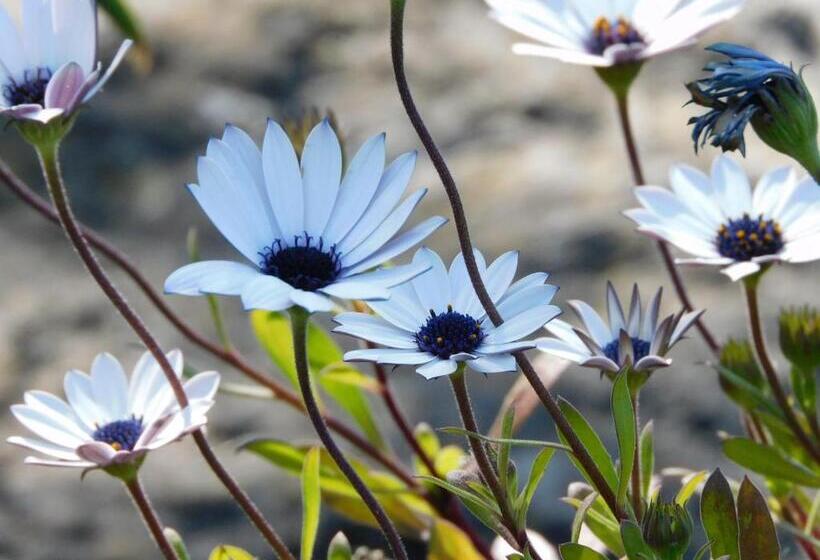 سوییت جونیور, B&b Villa D'hondt