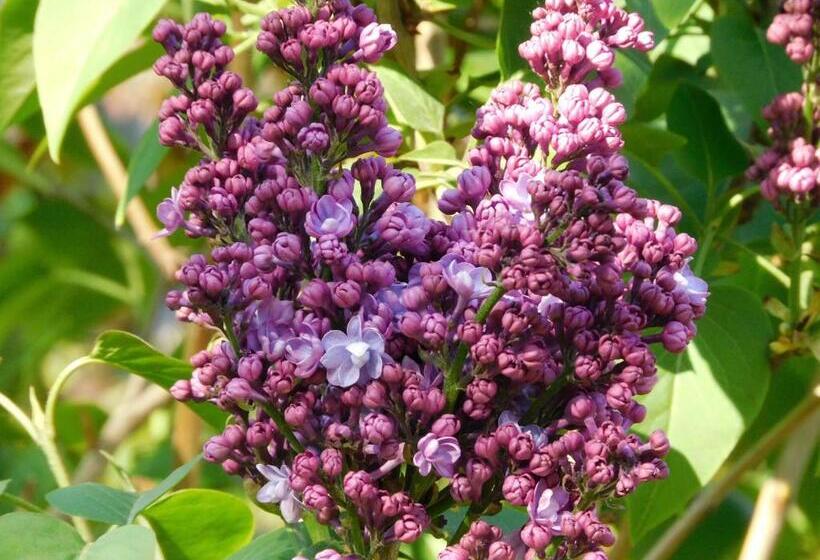 سوییت لوکس, B&b Villa D'hondt