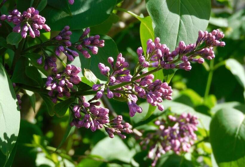 سوییت لوکس, B&b Villa D'hondt