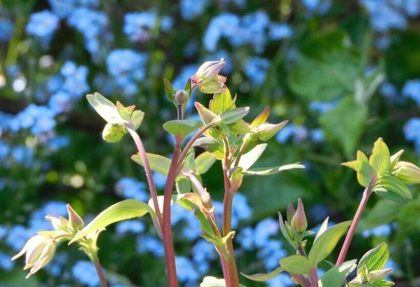 سوییت لوکس, B&b Villa D'hondt