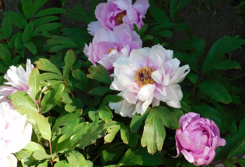 سوییت خانوادگی, B&b Villa D'hondt