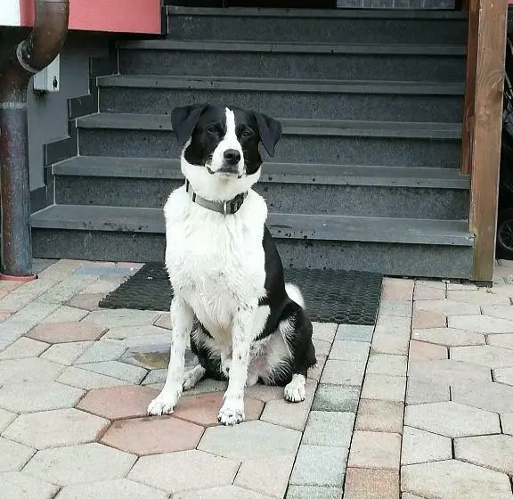 Standard-huone, Haus Höll Herta