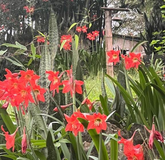 クラシックシングルルーム, Samai Lodge Holistic Living