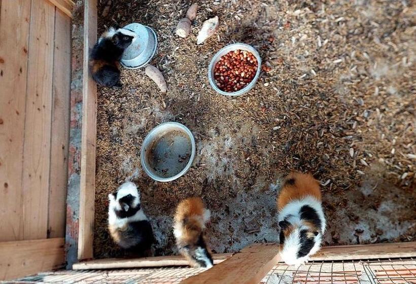 اتاق استاندارد, Cần Thơ Farmstay