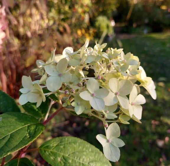 스탠다드 룸 가든 전망, Cabane La Tête Dans Les étoiles