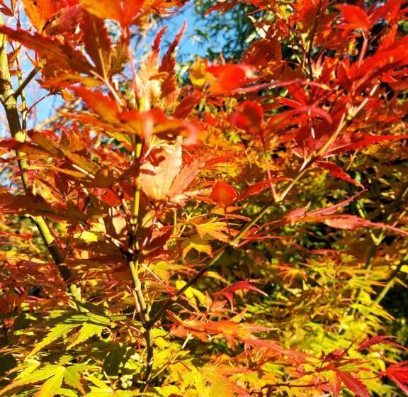 스탠다드 룸 가든 전망, Cabane La Tête Dans Les étoiles