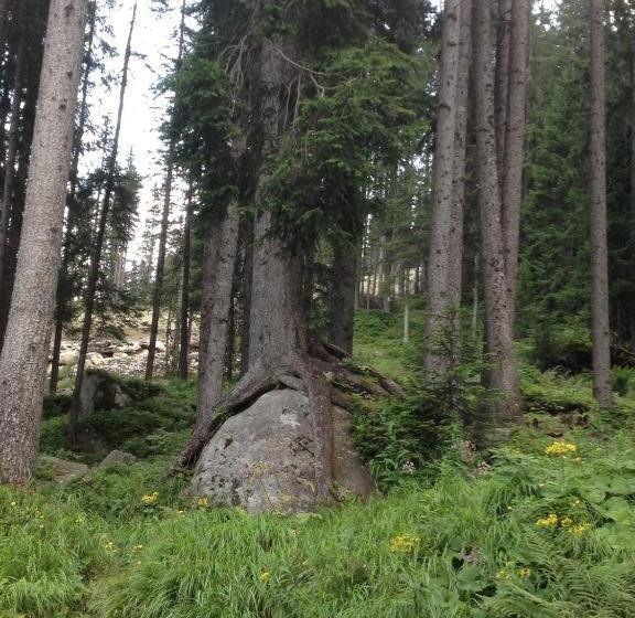 חדר סטנדרט, B&b Rendena Chalet