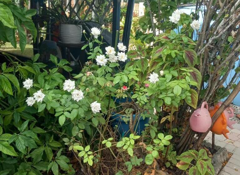 スタンダードルーム, Villa Ordonez