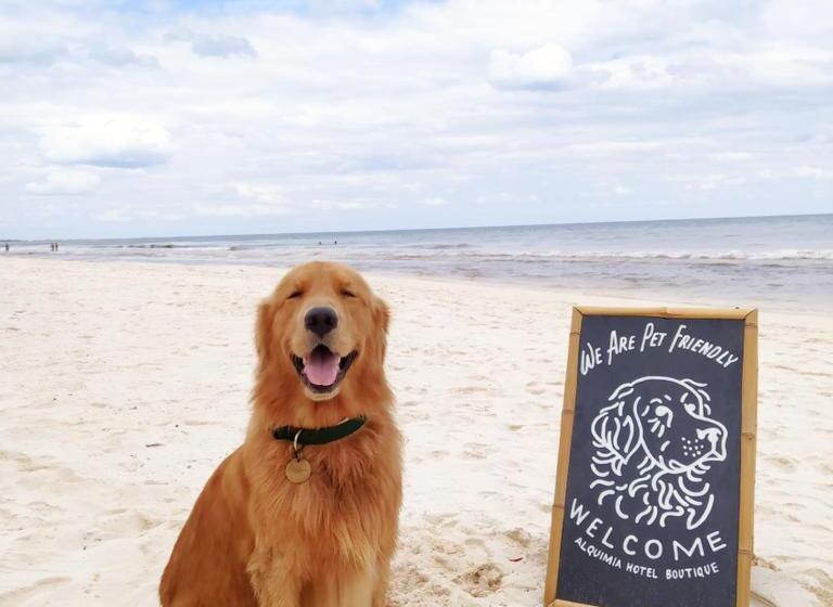 סטודיו סטנדרטי נוף לים, Alquimia Hotel Boutique