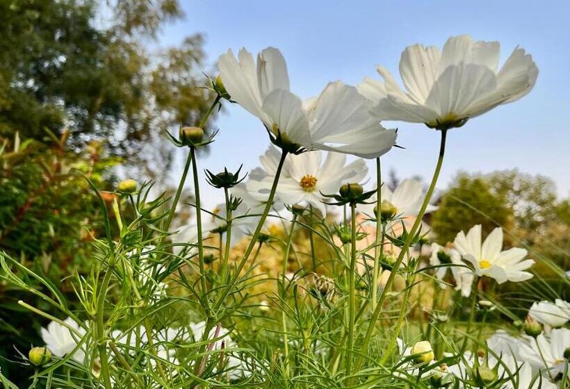 اتاق استاندارد, B&b Au 27