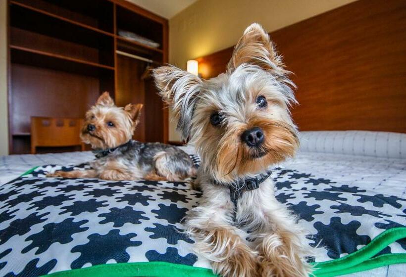 غرفة قياسية, Pension Viella Asturias