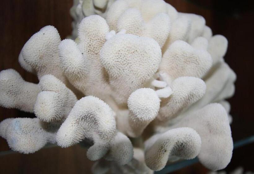 ジュニアスイート, Garni Corallo