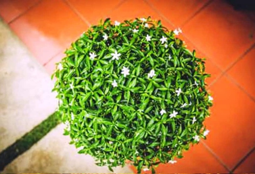 ویلای استاندارد با چشمانداز باغ, Tam Coc Rice Fields Resort