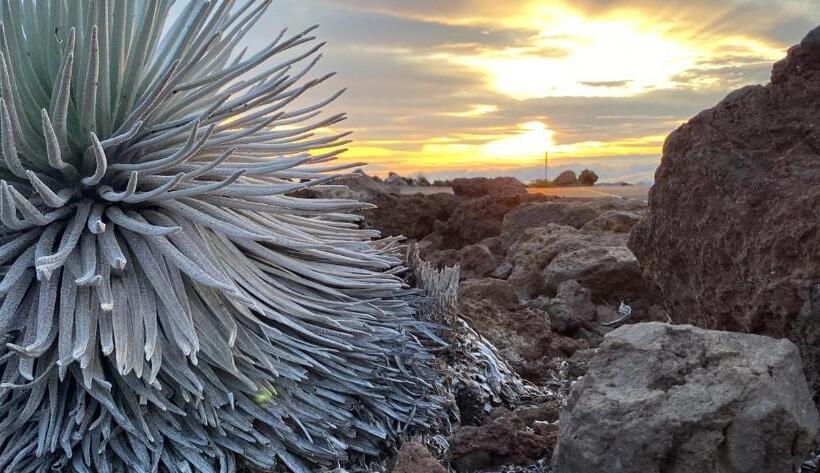 דירת חדר עם נוף לים ומרפסת, Campcar Maui Jeeps Suvs Hybrid Camper Van Rentals With Equipment And Travel Advice