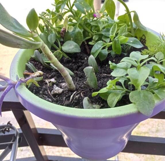 اتاق لوکس, Inn Estio