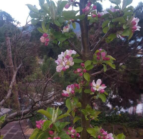 Deluxe Værelse, Airport Zürich Elwiras B & B