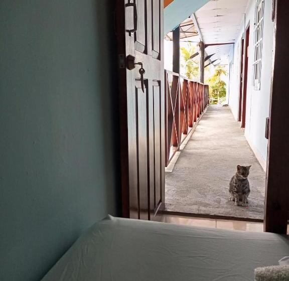 غرفة قياسية رباعية, Surfari Bocas