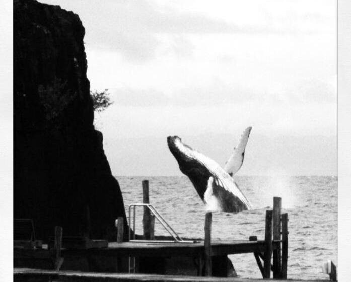 스탠다드 방갈로, Libertalia